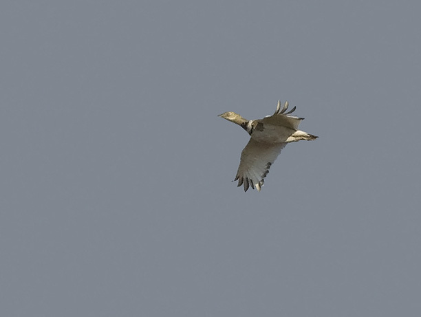Pikkutrappi, Little Bustard, Tetrax tetrax